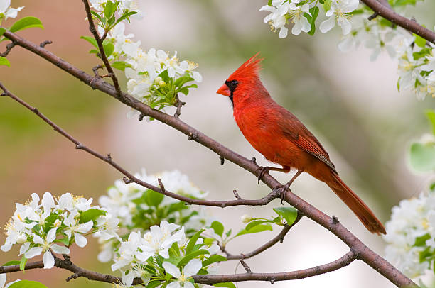 Cardinal in a tree :)