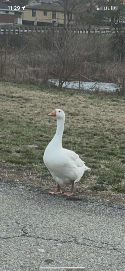 KNIGHT LIAR: Infamous goose near Colt Drive found to be government spyware