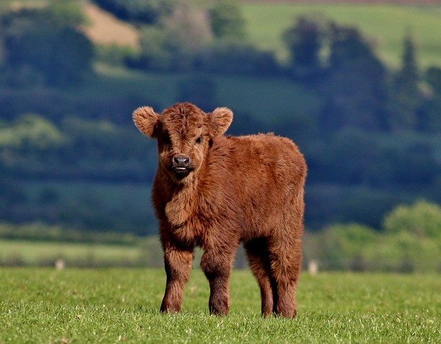 A miniature fluffy cow in a field