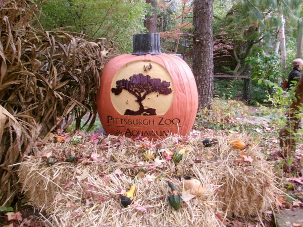 Photo taken of a pumpkin at the zoo’s entrance placed for the fall lantern festival 