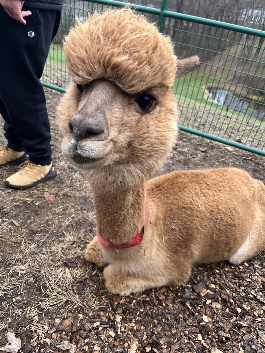 The Norwin Spanish Club took a trip to Willow Winds Alpacas to learn about and pet alpacas 