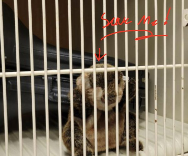 KNIGHT LIAR: Hidden groundhog fighting ring found at Norwin.