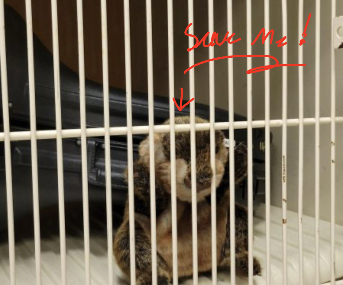 KNIGHT LIAR: Hidden groundhog fighting ring found at Norwin.